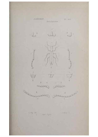 Reproducción/Reproduction 33406694278: Annales de la Société Linnéenne de Lyon.. Lyon :Société Linnéenne de Lyon.. 