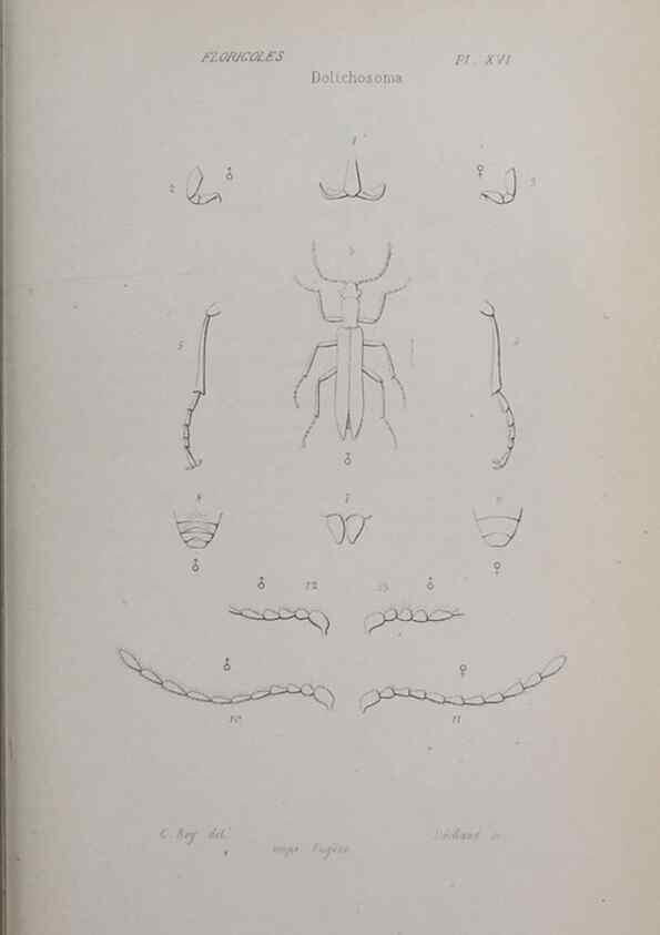 Reproducción/Reproduction 33406694278: Annales de la Société Linnéenne de Lyon.. Lyon :Société Linnéenne de Lyon.. 