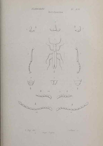 Reproducción/Reproduction 33406694278: Annales de la Société Linnéenne de Lyon.. Lyon :Société Linnéenne de Lyon.. 