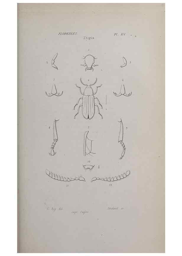 Reproducción/Reproduction 47282301531: Annales de la Société Linnéenne de Lyon.. Lyon :Société Linnéenne de Lyon.. 