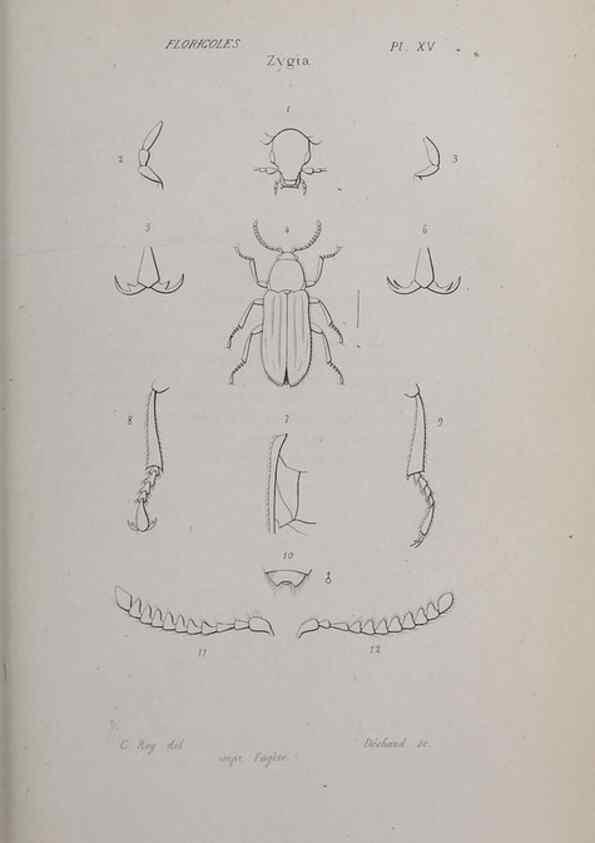 Reproducción/Reproduction 47282301531: Annales de la Société Linnéenne de Lyon.. Lyon :Société Linnéenne de Lyon.. 