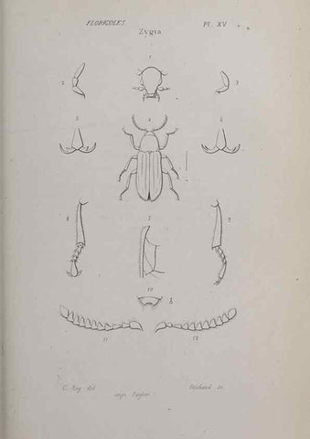 Reproducción/Reproduction 47282301531: Annales de la Société Linnéenne de Lyon.. Lyon :Société Linnéenne de Lyon.. 