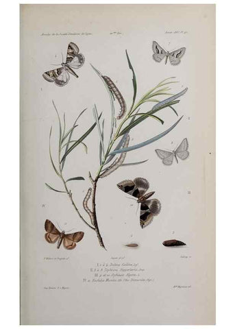Reproducción/Reproduction 46559164164: Annales de la Société Linnéenne de Lyon.. Lyon :Société Linnéenne de Lyon.. 