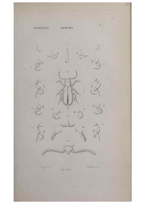 Reproducción/Reproduction 46559164394: Annales de la Société Linnéenne de Lyon.. Lyon :Société Linnéenne de Lyon.. 