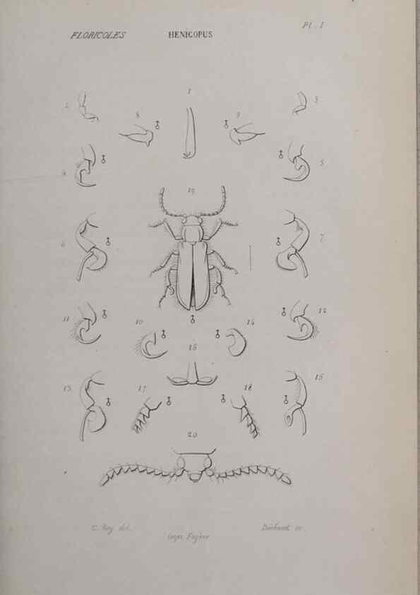 Reproducción/Reproduction 46559164394: Annales de la Société Linnéenne de Lyon.. Lyon :Société Linnéenne de Lyon.. 