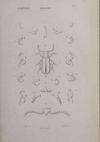 Reproducción/Reproduction 46559164394: Annales de la Société Linnéenne de Lyon.. Lyon :Société Linnéenne de Lyon.. 