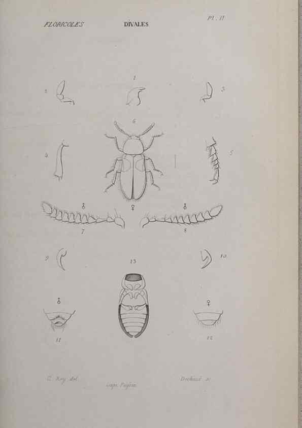 Reproducción/Reproduction 46559164634: Annales de la Société Linnéenne de Lyon.. Lyon :Société Linnéenne de Lyon.. 