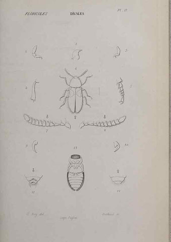 Reproducción/Reproduction 46559164634: Annales de la Société Linnéenne de Lyon.. Lyon :Société Linnéenne de Lyon.. 