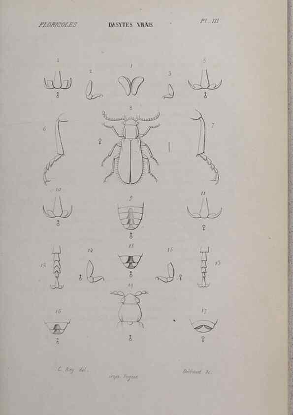 Reproducción/Reproduction 40317737633: Annales de la Société Linnéenne de Lyon.. Lyon :Société Linnéenne de Lyon.. 