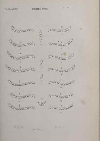 Reproducción/Reproduction 47282290911: Annales de la Société Linnéenne de Lyon.. Lyon :Société Linnéenne de Lyon.. 