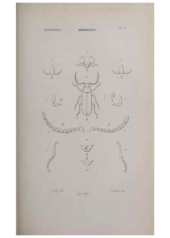 Reproducción/Reproduction 46559165494: Annales de la Société Linnéenne de Lyon.. Lyon :Société Linnéenne de Lyon.. 