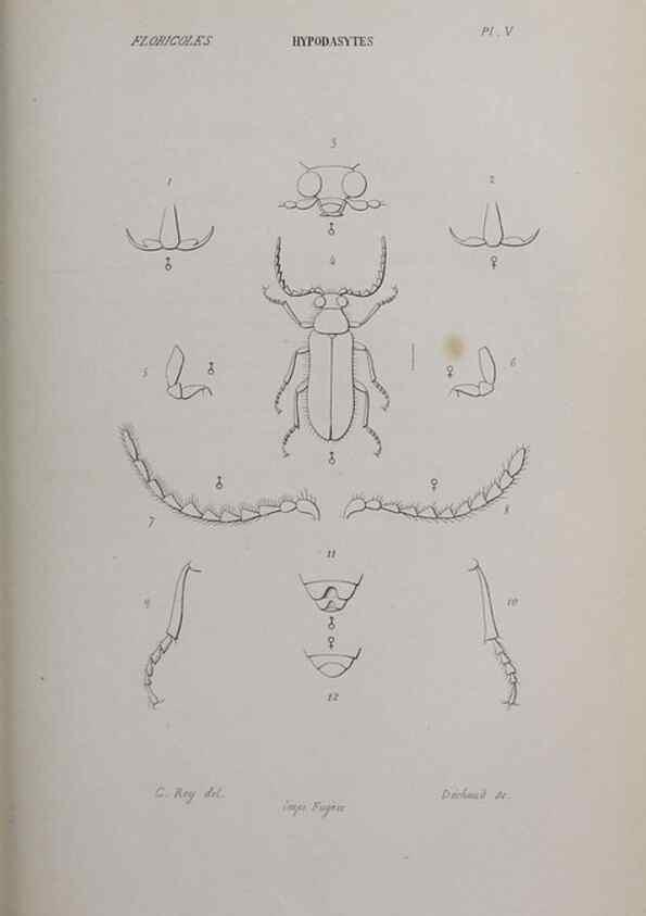 Reproducción/Reproduction 46559165494: Annales de la Société Linnéenne de Lyon.. Lyon :Société Linnéenne de Lyon.. 