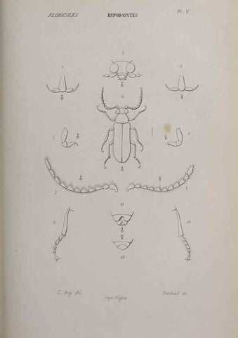 Reproducción/Reproduction 46559165494: Annales de la Société Linnéenne de Lyon.. Lyon :Société Linnéenne de Lyon.. 