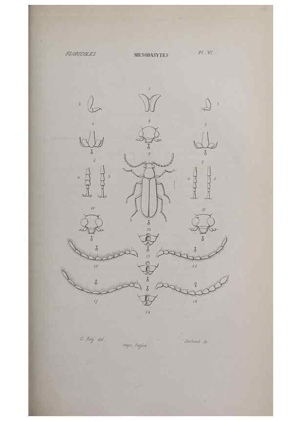 Reproducción/Reproduction 32340481587: Annales de la Société Linnéenne de Lyon.. Lyon :Société Linnéenne de Lyon.. 