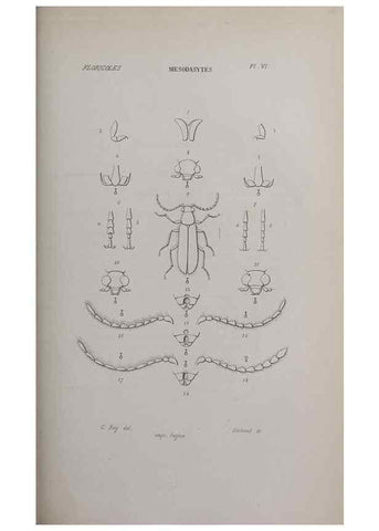 Reproducción/Reproduction 32340481587: Annales de la Société Linnéenne de Lyon.. Lyon :Société Linnéenne de Lyon.. 