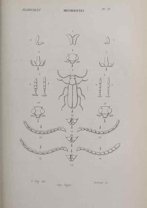 Reproducción/Reproduction 32340481587: Annales de la Société Linnéenne de Lyon.. Lyon :Société Linnéenne de Lyon.. 