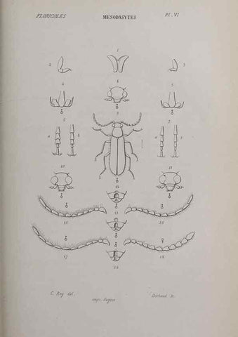 Reproducción/Reproduction 32340481587: Annales de la Société Linnéenne de Lyon.. Lyon :Société Linnéenne de Lyon.. 