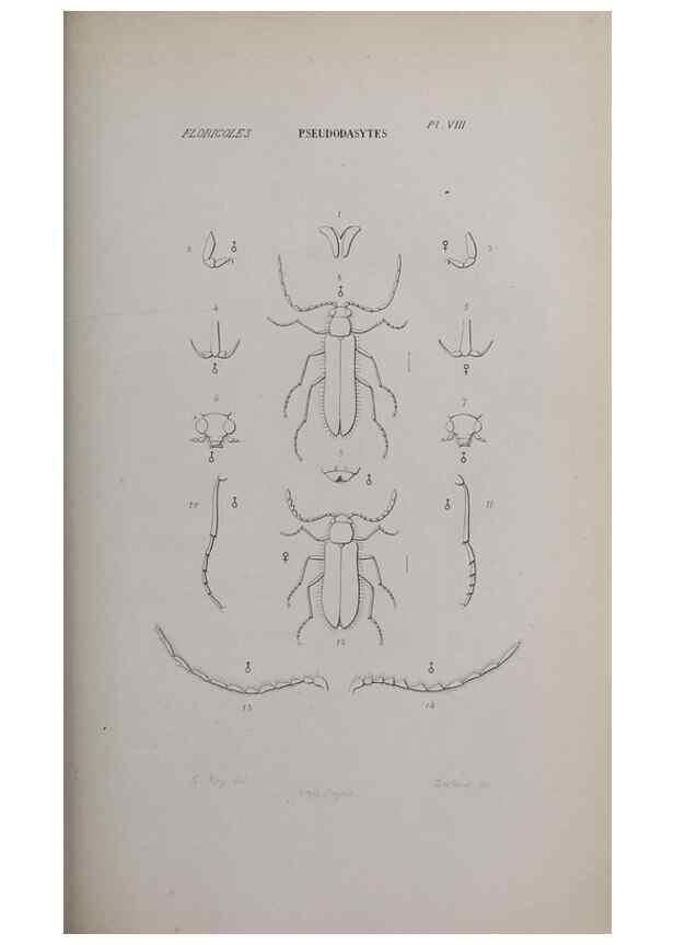 Reproducción/Reproduction 33406687898: Annales de la Société Linnéenne de Lyon.. Lyon :Société Linnéenne de Lyon.. 