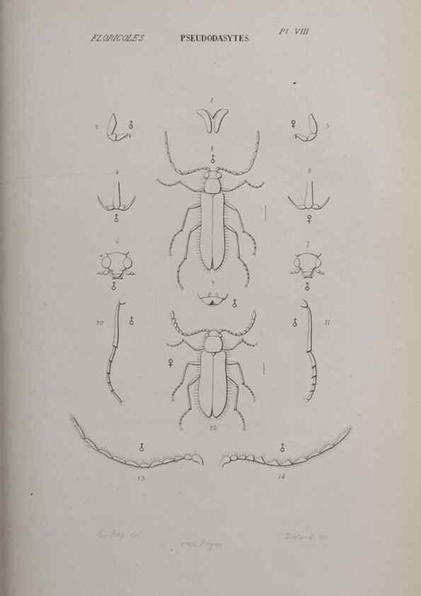 Reproducción/Reproduction 33406687898: Annales de la Société Linnéenne de Lyon.. Lyon :Société Linnéenne de Lyon.. 