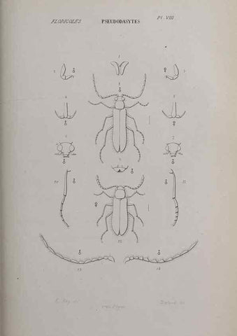 Reproducción/Reproduction 33406687898: Annales de la Société Linnéenne de Lyon.. Lyon :Société Linnéenne de Lyon.. 