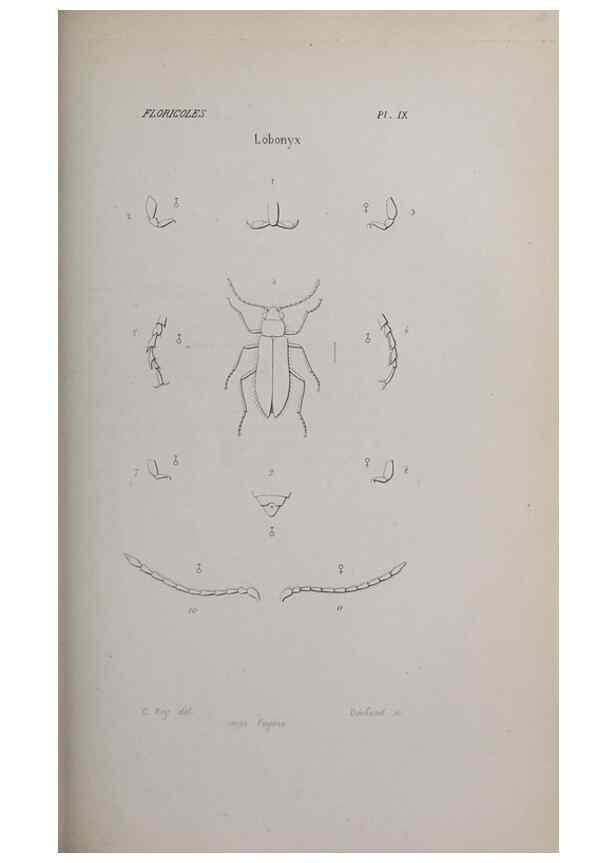 Reproducción/Reproduction 47230287052: Annales de la Société Linnéenne de Lyon.. Lyon :Société Linnéenne de Lyon.. 
