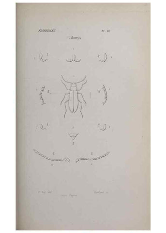 Reproducción/Reproduction 47230287052: Annales de la Société Linnéenne de Lyon.. Lyon :Société Linnéenne de Lyon.. 