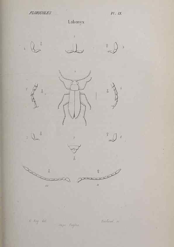 Reproducción/Reproduction 47230287052: Annales de la Société Linnéenne de Lyon.. Lyon :Société Linnéenne de Lyon.. 