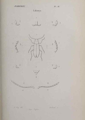 Reproducción/Reproduction 47230287052: Annales de la Société Linnéenne de Lyon.. Lyon :Société Linnéenne de Lyon.. 