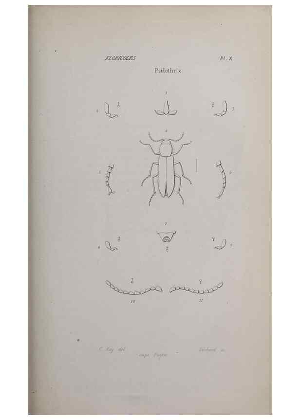 Reproducción/Reproduction 47230287962: Annales de la Société Linnéenne de Lyon.. Lyon :Société Linnéenne de Lyon.. 
