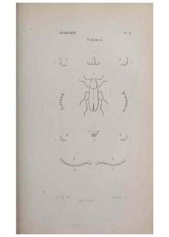Reproducción/Reproduction 47230287962: Annales de la Société Linnéenne de Lyon.. Lyon :Société Linnéenne de Lyon.. 