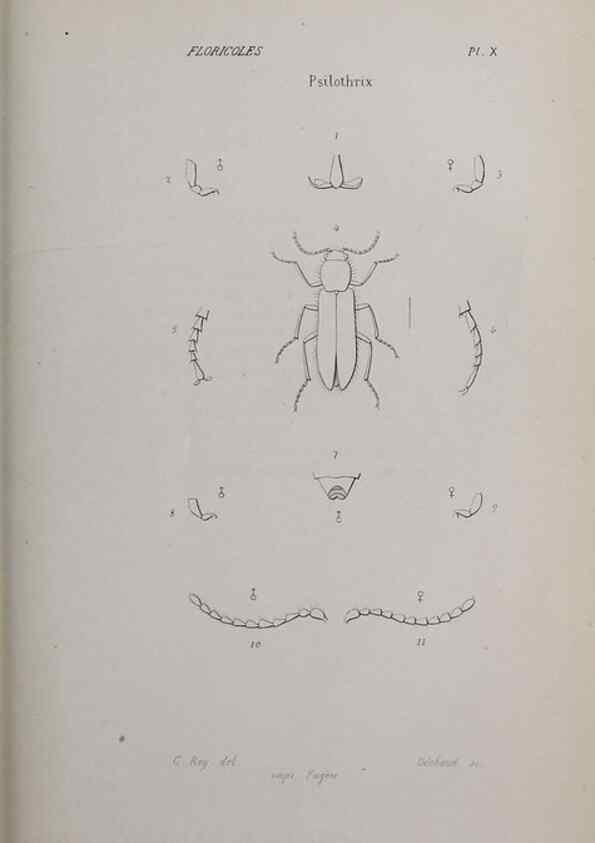 Reproducción/Reproduction 47230287962: Annales de la Société Linnéenne de Lyon.. Lyon :Société Linnéenne de Lyon.. 