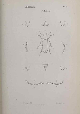 Reproducción/Reproduction 47230287962: Annales de la Société Linnéenne de Lyon.. Lyon :Société Linnéenne de Lyon.. 