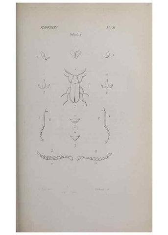 Reproducción/Reproduction 33406689968: Annales de la Société Linnéenne de Lyon.. Lyon :Société Linnéenne de Lyon.. 