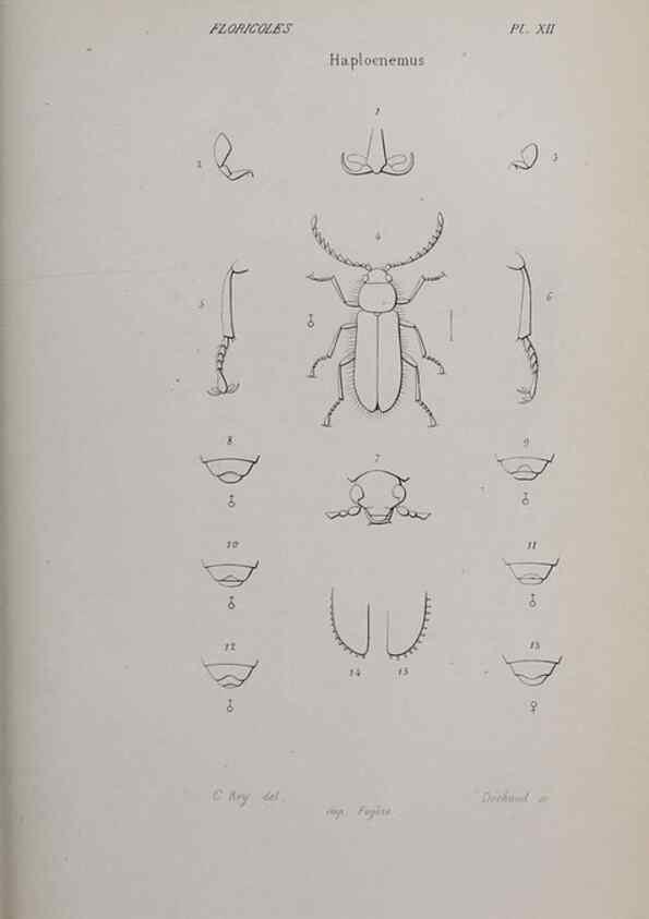Reproducción/Reproduction 47282299071: Annales de la Société Linnéenne de Lyon.. Lyon :Société Linnéenne de Lyon.. 