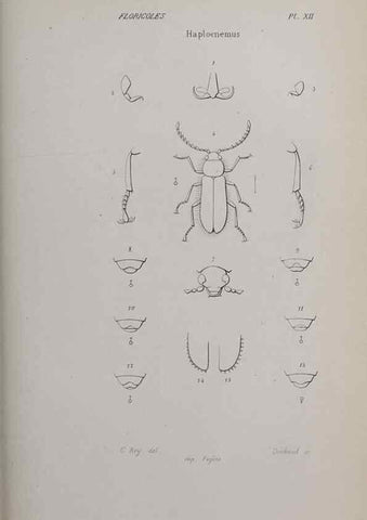 Reproducción/Reproduction 47282299071: Annales de la Société Linnéenne de Lyon.. Lyon :Société Linnéenne de Lyon.. 