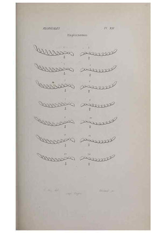 Reproducción/Reproduction 33406691678: Annales de la Société Linnéenne de Lyon.. Lyon :Société Linnéenne de Lyon.. 