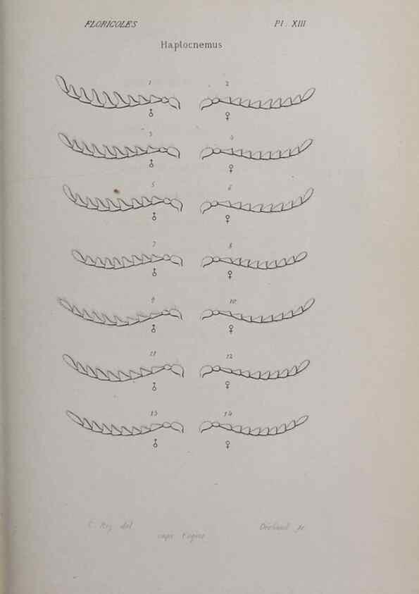 Reproducción/Reproduction 33406691678: Annales de la Société Linnéenne de Lyon.. Lyon :Société Linnéenne de Lyon.. 