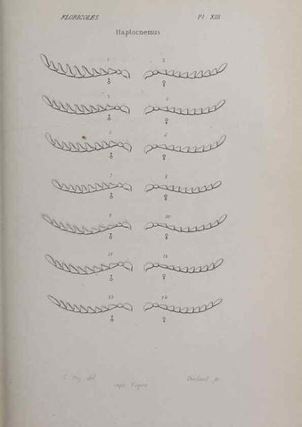 Reproducción/Reproduction 33406691678: Annales de la Société Linnéenne de Lyon.. Lyon :Société Linnéenne de Lyon.. 