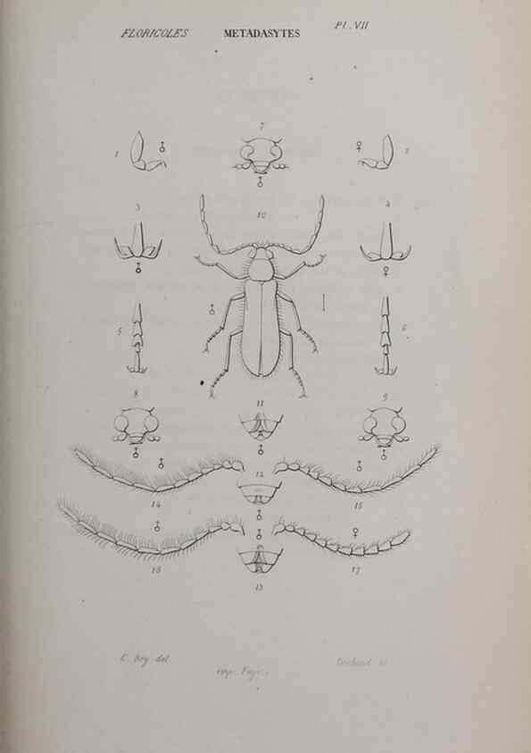 Reproducción/Reproduction 47230285322: Annales de la Société Linnéenne de Lyon.. Lyon :Société Linnéenne de Lyon.. 