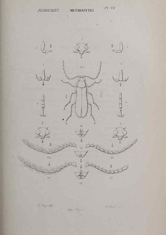 Reproducción/Reproduction 47230285322: Annales de la Société Linnéenne de Lyon.. Lyon :Société Linnéenne de Lyon.. 
