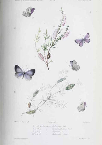 Reproducción/Reproduction 47230368812: Annales de la Société Linnéenne de Lyon.. Lyon :Société Linnéenne de Lyon.. 
