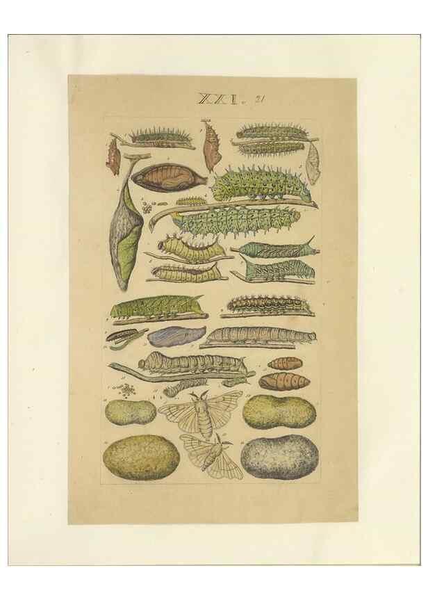 Reproducción/Reproduction 40448257523: Lepidoptera : manuscript. [between 1873-1883?]. 