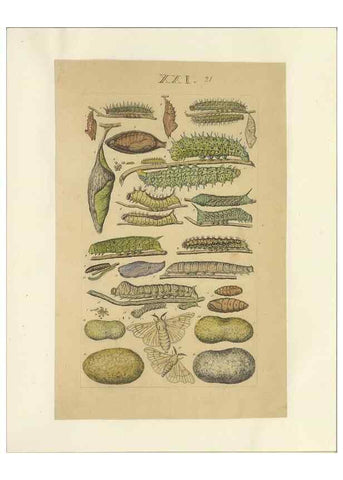 Reproducción/Reproduction 40448257523: Lepidoptera : manuscript. [between 1873-1883?]. 