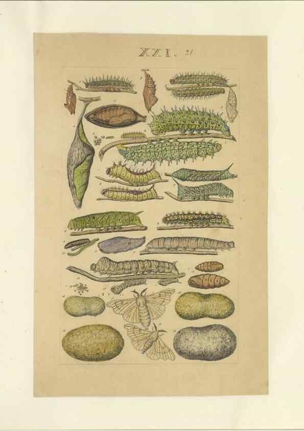 Reproducción/Reproduction 40448257523: Lepidoptera : manuscript. [between 1873-1883?]. 