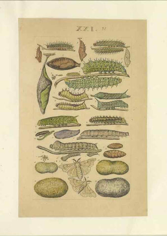 Reproducción/Reproduction 40448257523: Lepidoptera : manuscript. [between 1873-1883?]. 