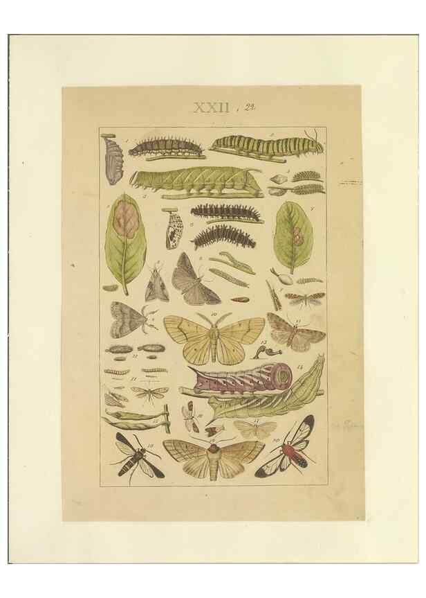 Reproducción/Reproduction 47360992802: Lepidoptera : manuscript. [between 1873-1883?]. 