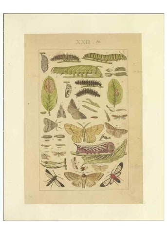 Reproducción/Reproduction 47360992802: Lepidoptera : manuscript. [between 1873-1883?]. 