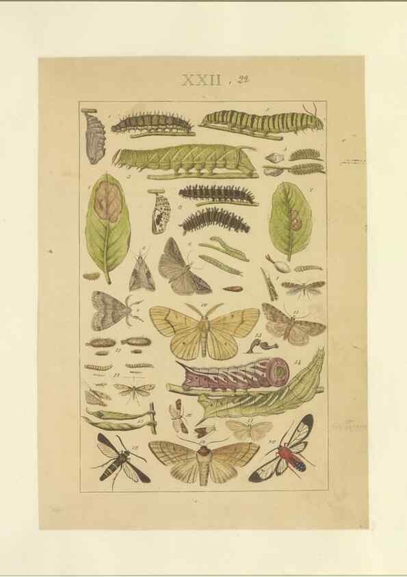 Reproducción/Reproduction 47360992802: Lepidoptera : manuscript. [between 1873-1883?]. 
