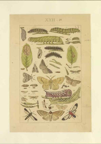 Reproducción/Reproduction 47360992802: Lepidoptera : manuscript. [between 1873-1883?]. 