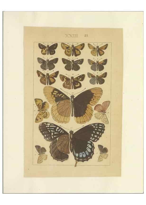 Reproducción/Reproduction 32471613557: Lepidoptera : manuscript. [between 1873-1883?]. 